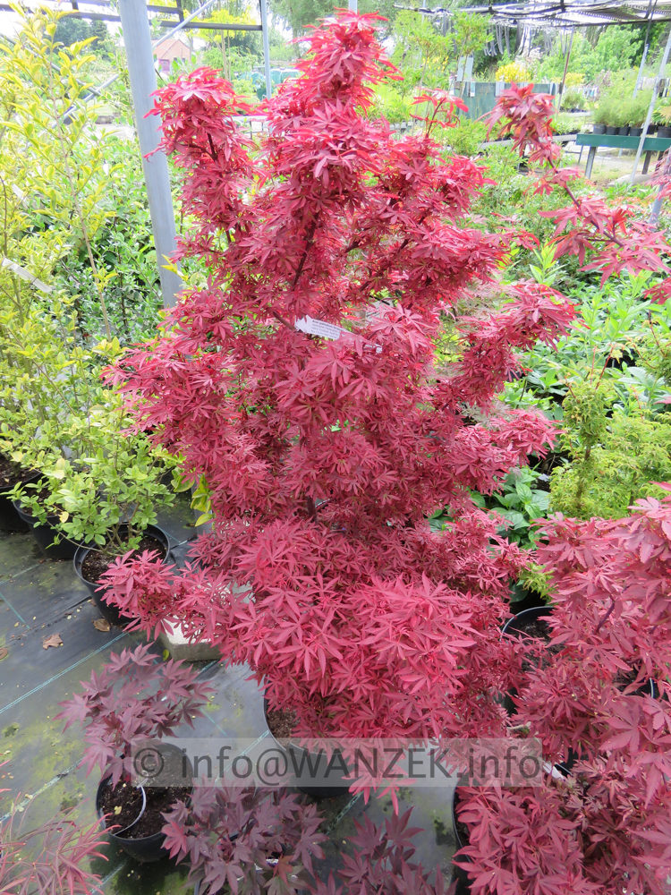 Acer palmatum Shaina 01.JPG